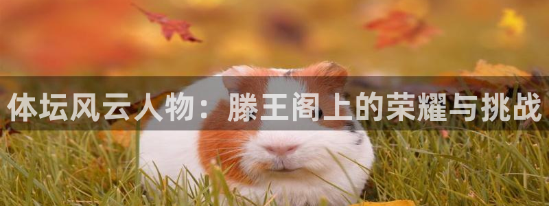 球王会体育